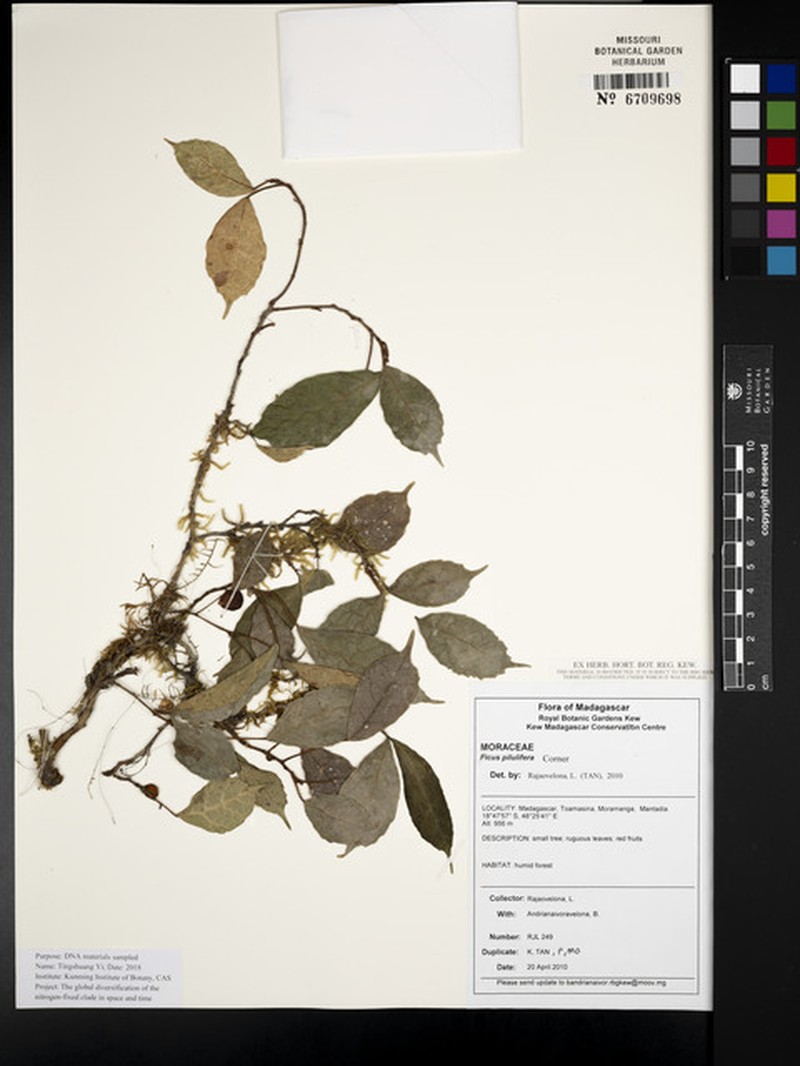 Ficus pilulifera