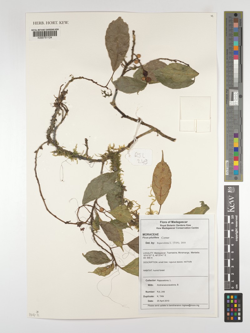 Ficus pilulifera photo 2