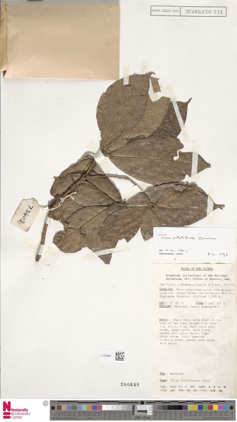 Ficus pilulifera photo 3