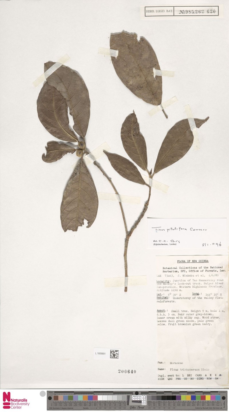 Ficus pilulifera photo 4