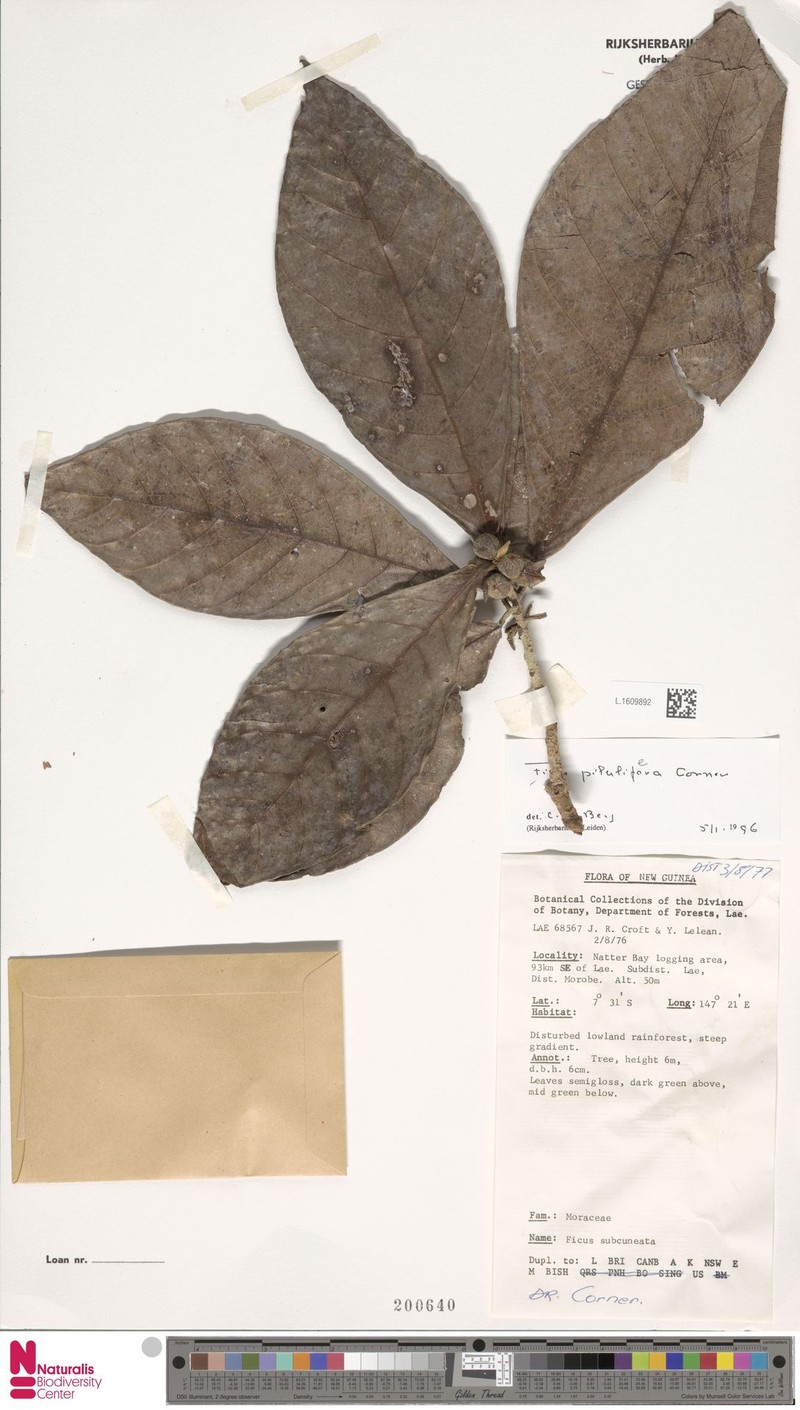 Ficus pilulifera photo 5