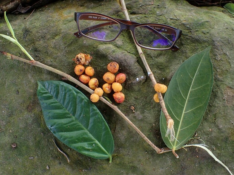 Ficus pisocarpa photo 3