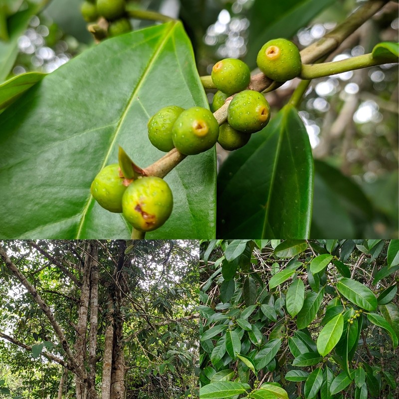 Ficus pisocarpa photo 4