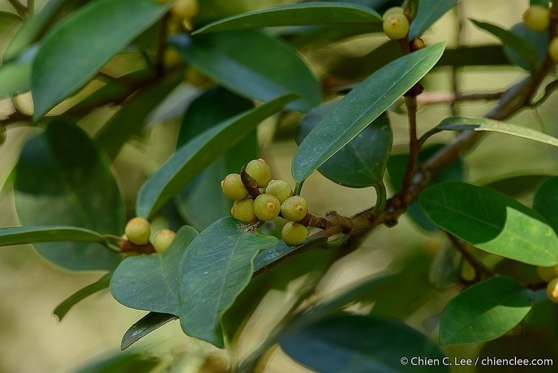 Ficus pisocarpa photo 5