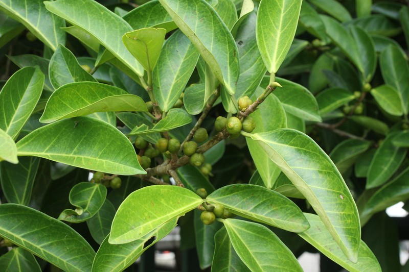 Ficus pisocarpa photo 6