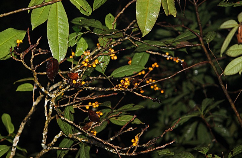 Ficus pisocarpa photo 7