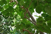 Ficus platyphylla