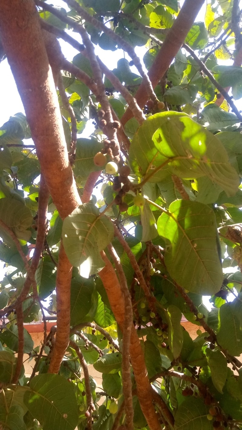 Ficus platyphylla photo 2