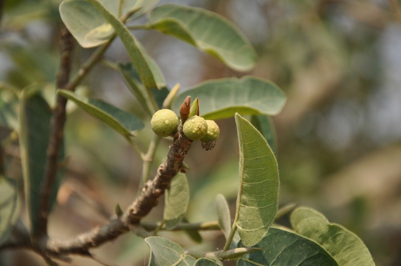 Ficus platyphylla photo 3