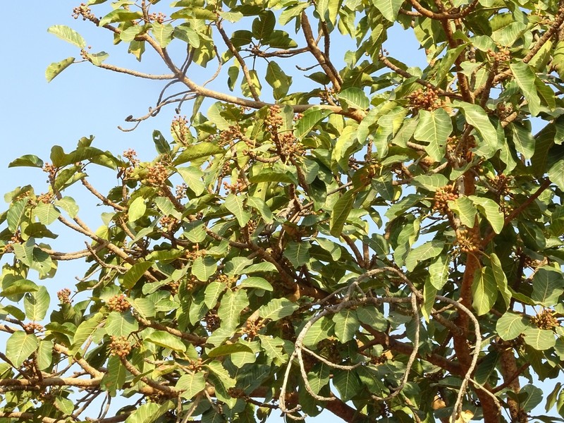 Ficus platyphylla photo 4