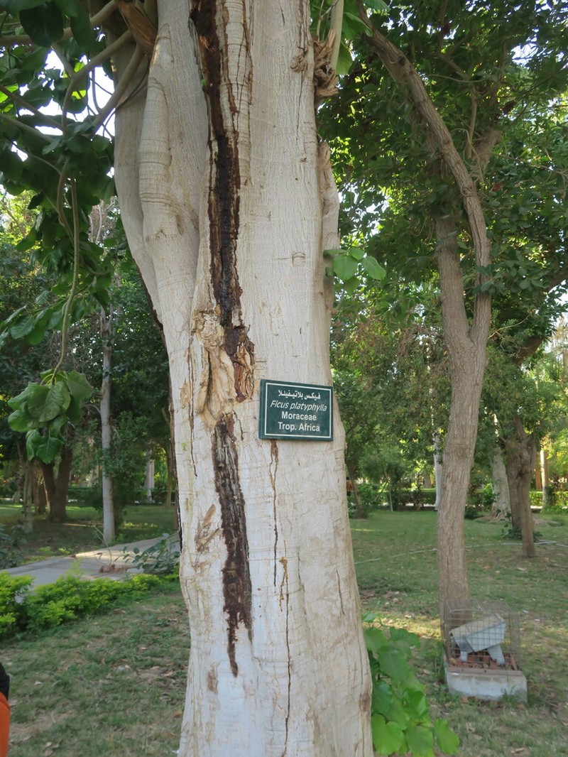 Ficus platyphylla photo 5