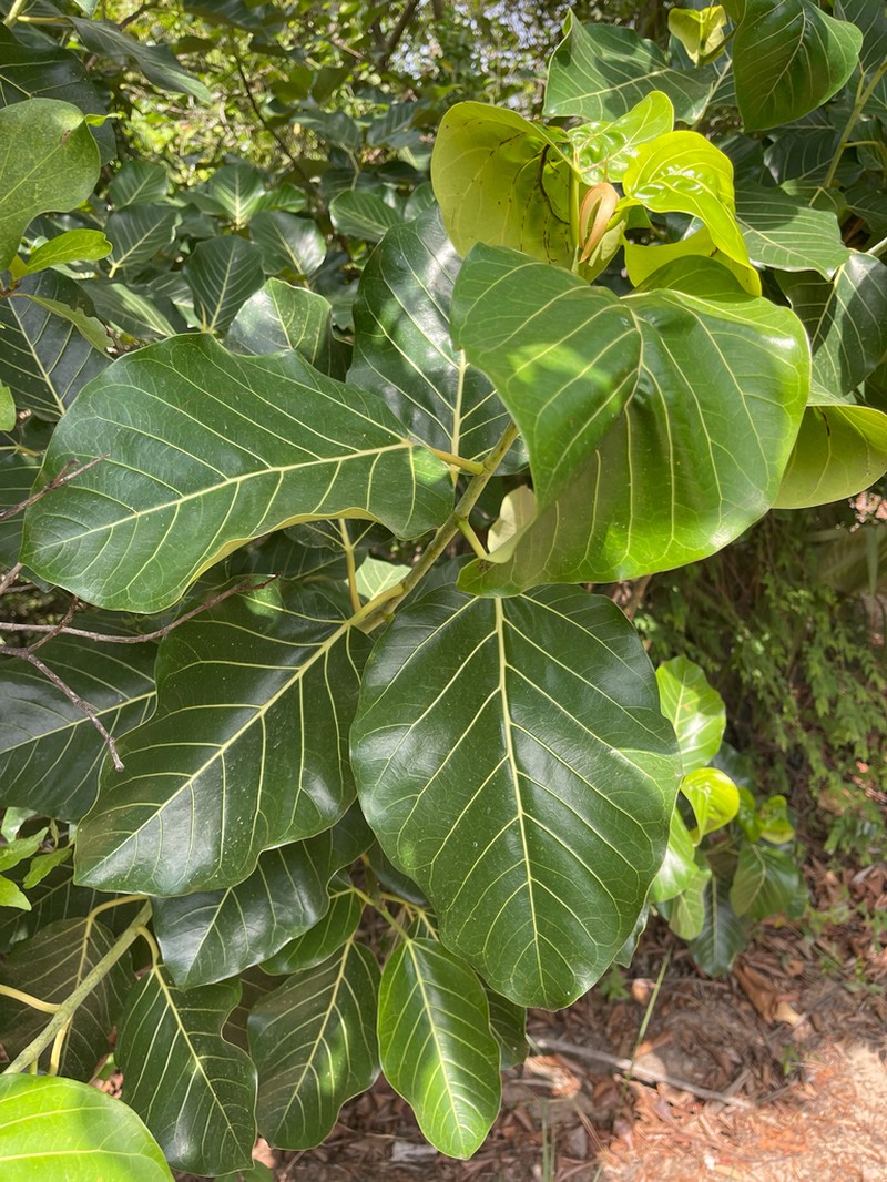 Ficus platyphylla photo 6