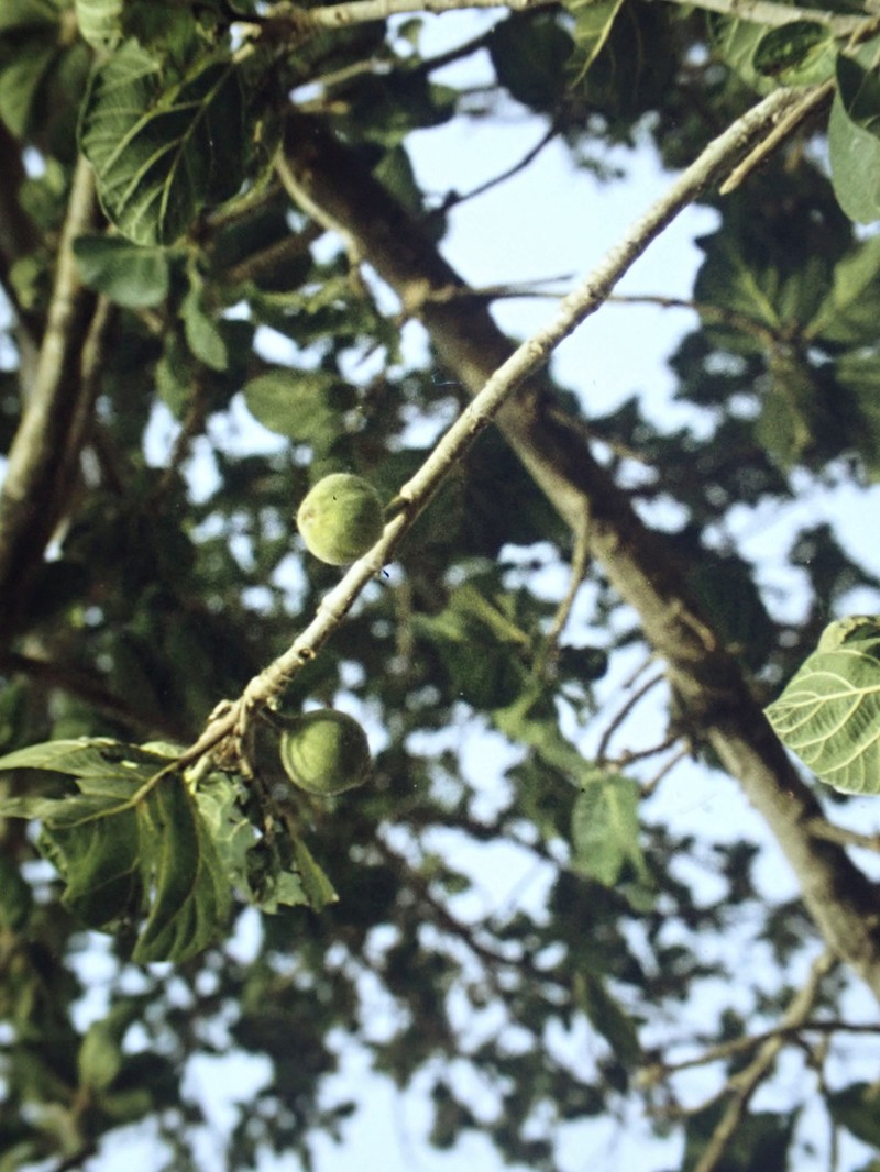 Ficus platyphylla photo 7