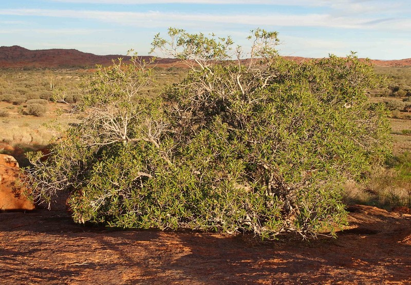 Ficus platypoda