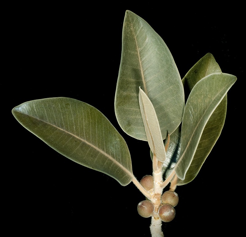 Ficus platypoda photo 2