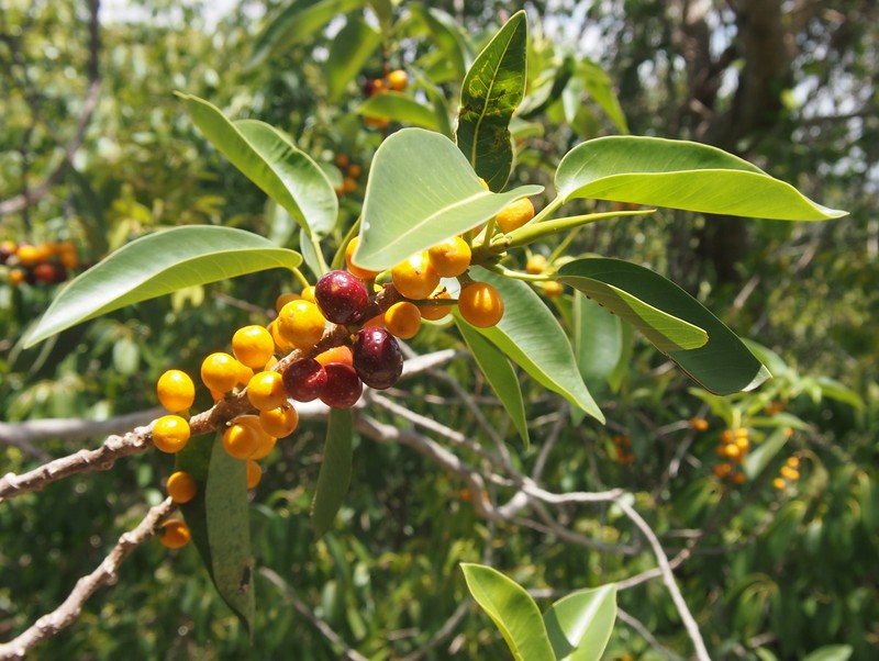 Ficus platypoda photo 3