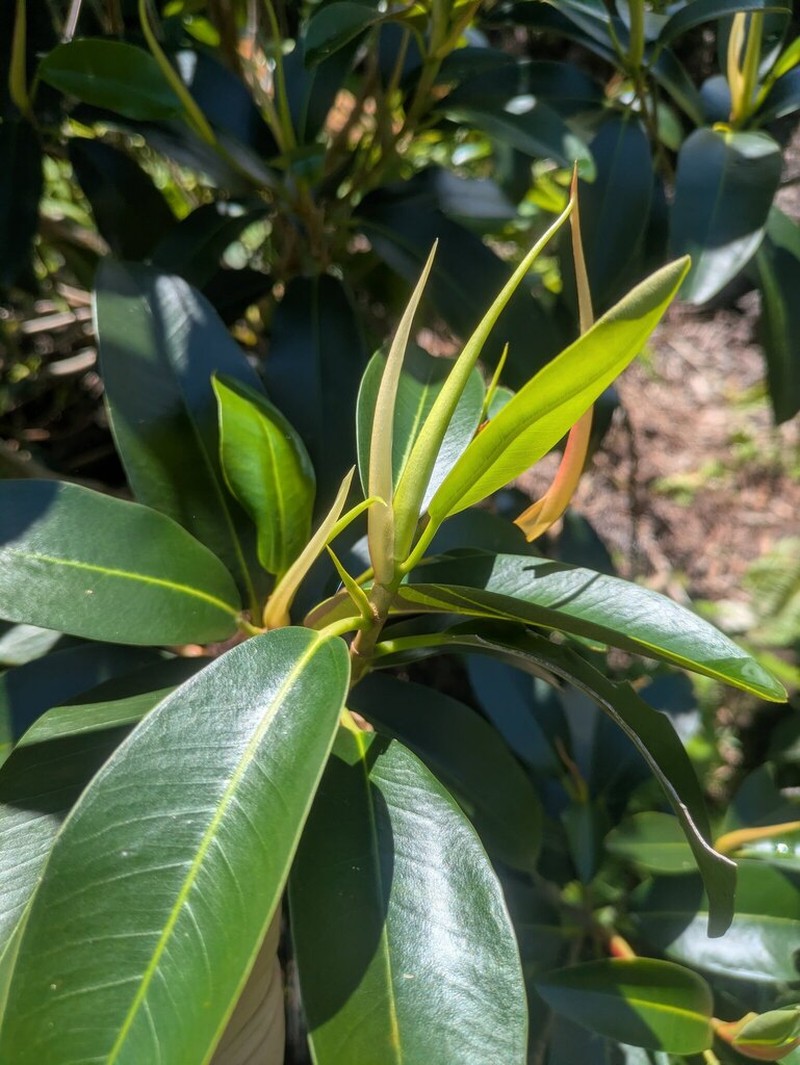 Ficus platypoda photo 4