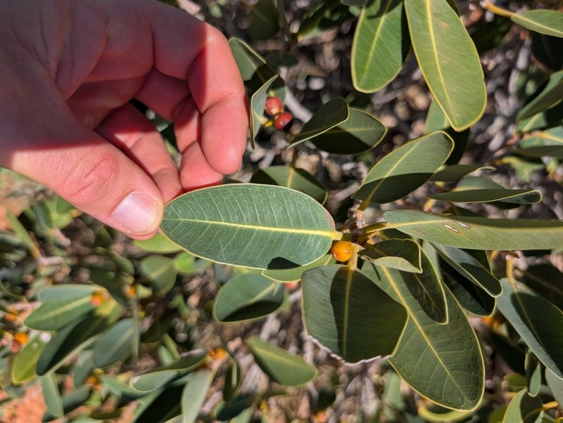 Ficus platypoda photo 5