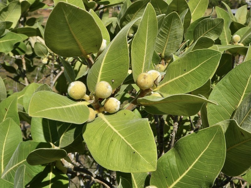 Ficus platypoda photo 6