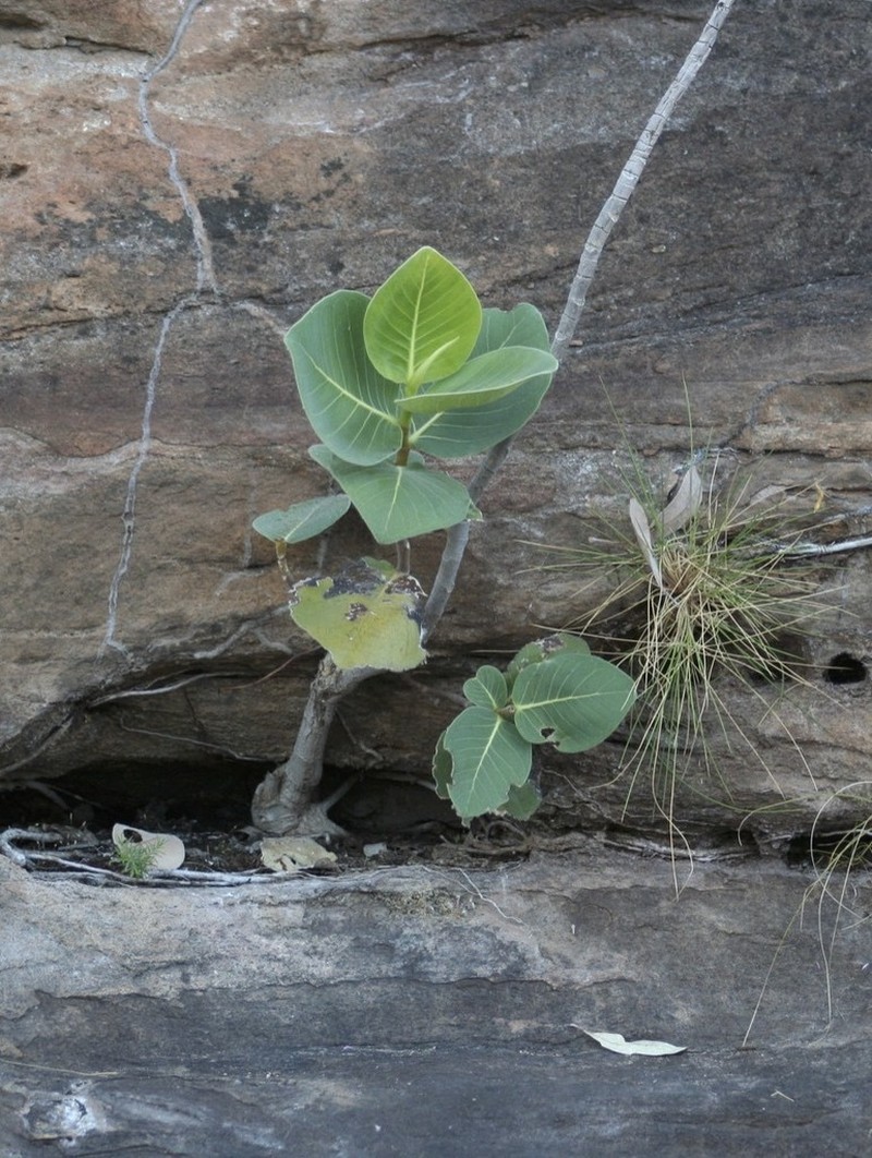 Ficus platypoda photo 7