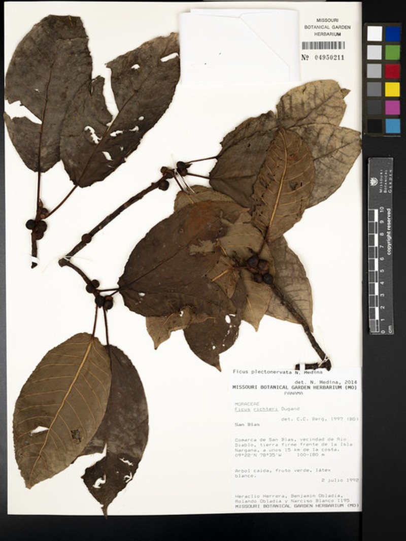 Ficus plectonervata