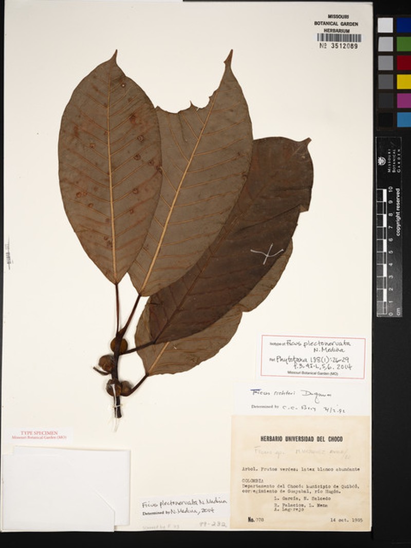 Ficus plectonervata photo 2