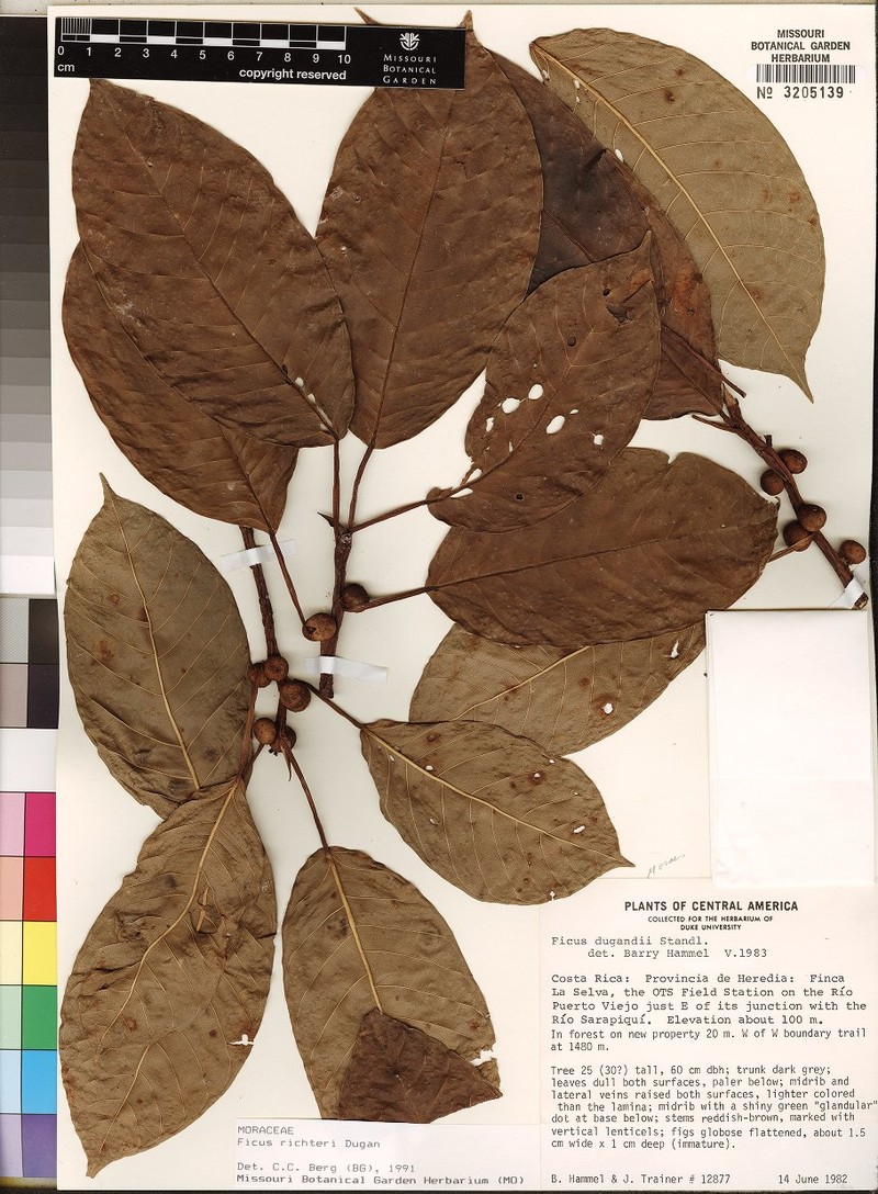 Ficus plectonervata photo 3