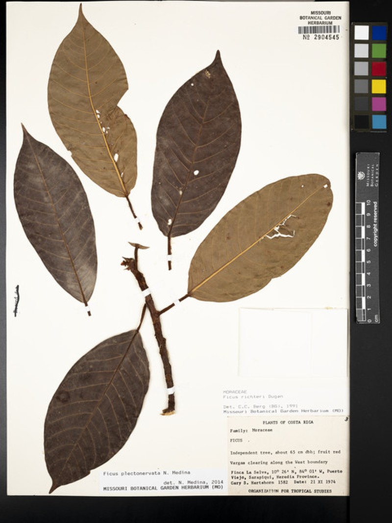 Ficus plectonervata photo 4