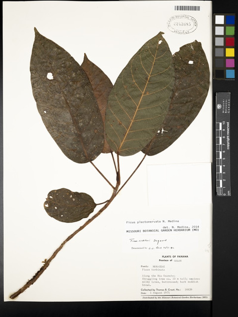 Ficus plectonervata photo 5