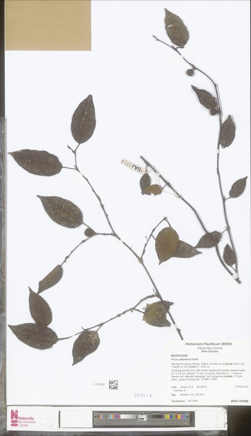 Ficus pleiadenia