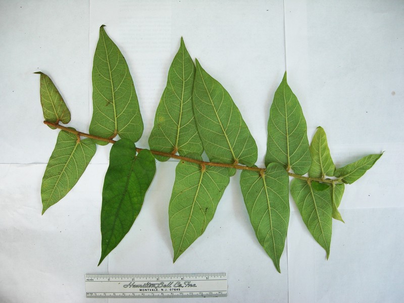 Ficus pleiadenia photo 2