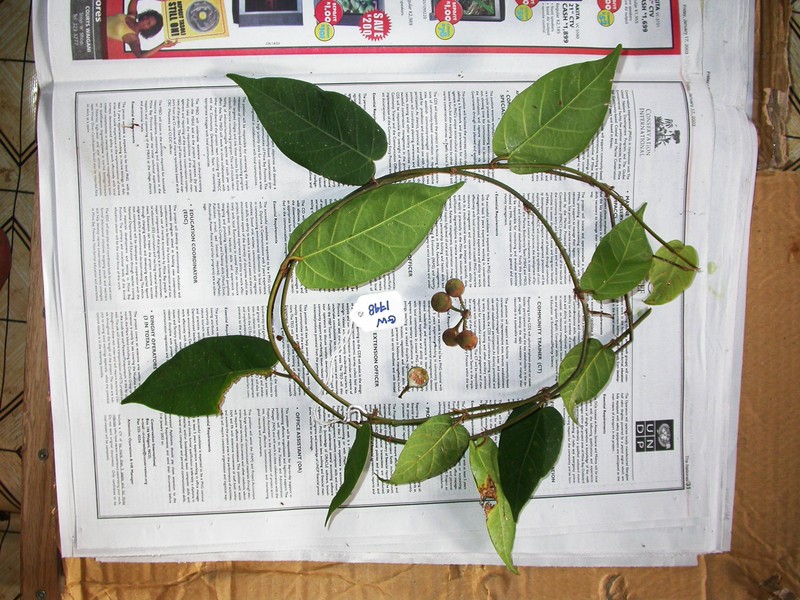 Ficus pleiadenia photo 3
