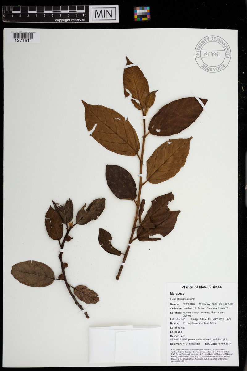 Ficus pleiadenia photo 4