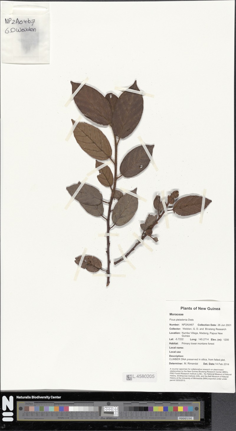 Ficus pleiadenia photo 5