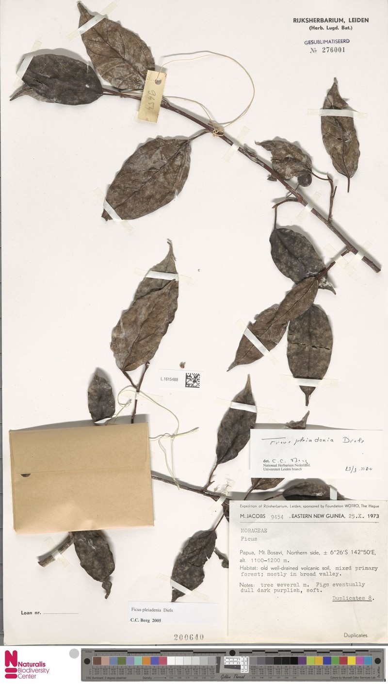 Ficus pleiadenia photo 6