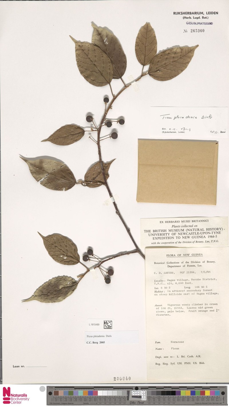 Ficus pleiadenia photo 7