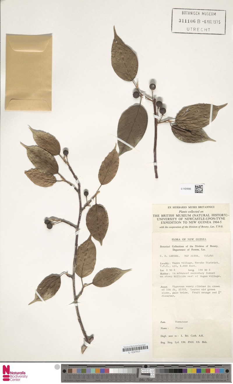 Ficus pleiadenia photo 8