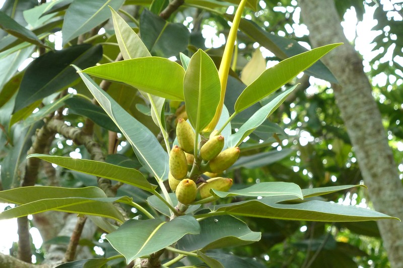 Ficus pleurocarpa