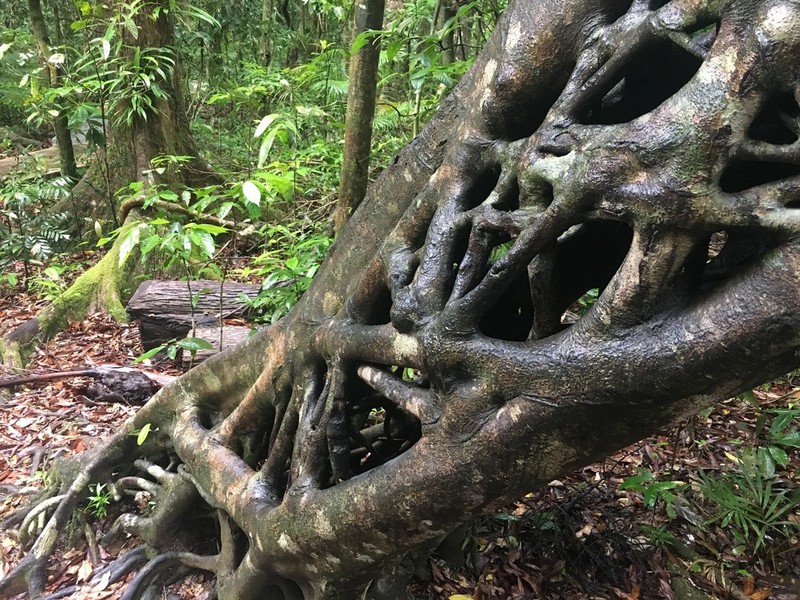Ficus pleurocarpa photo 2