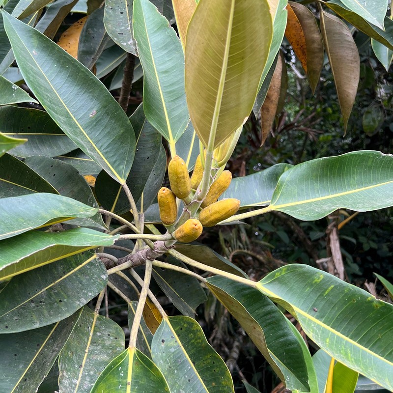Ficus pleurocarpa photo 3