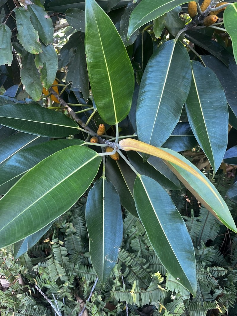 Ficus pleurocarpa photo 4