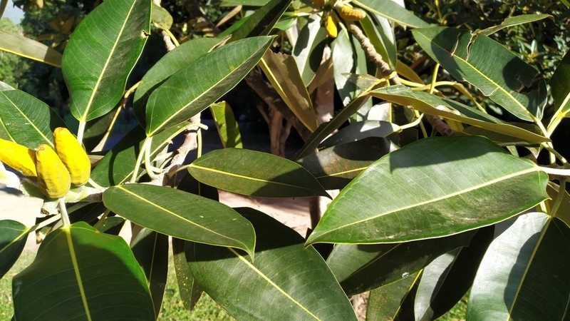 Ficus pleurocarpa photo 5