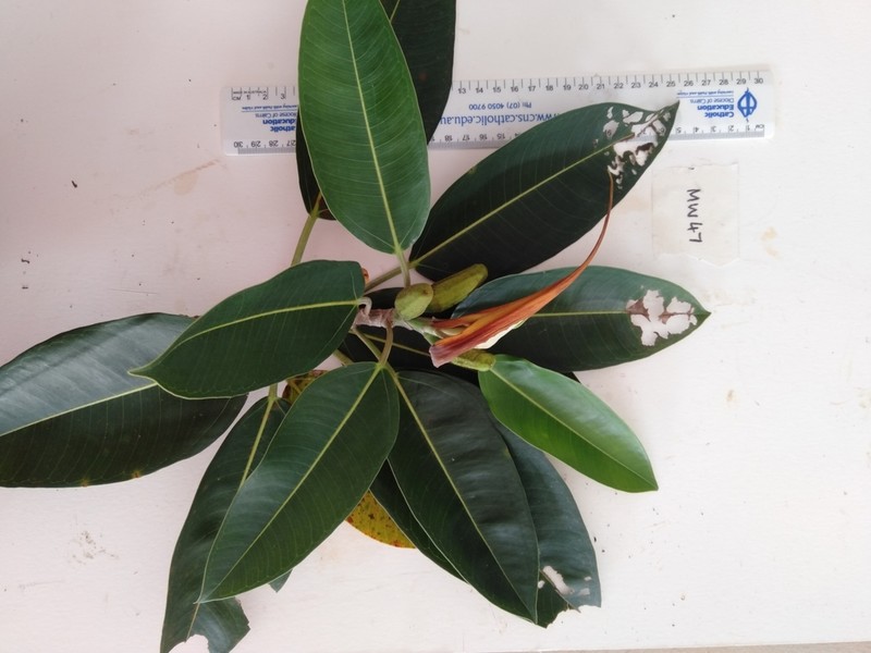 Ficus pleurocarpa photo 6
