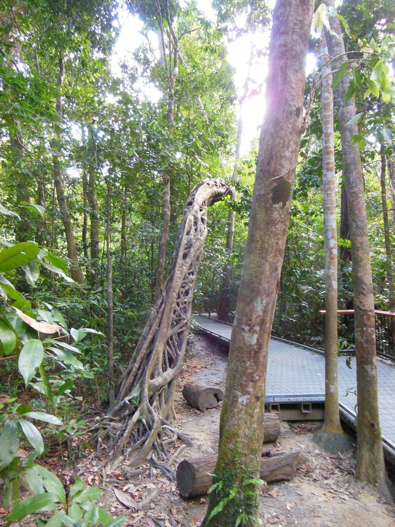 Ficus pleurocarpa photo 7