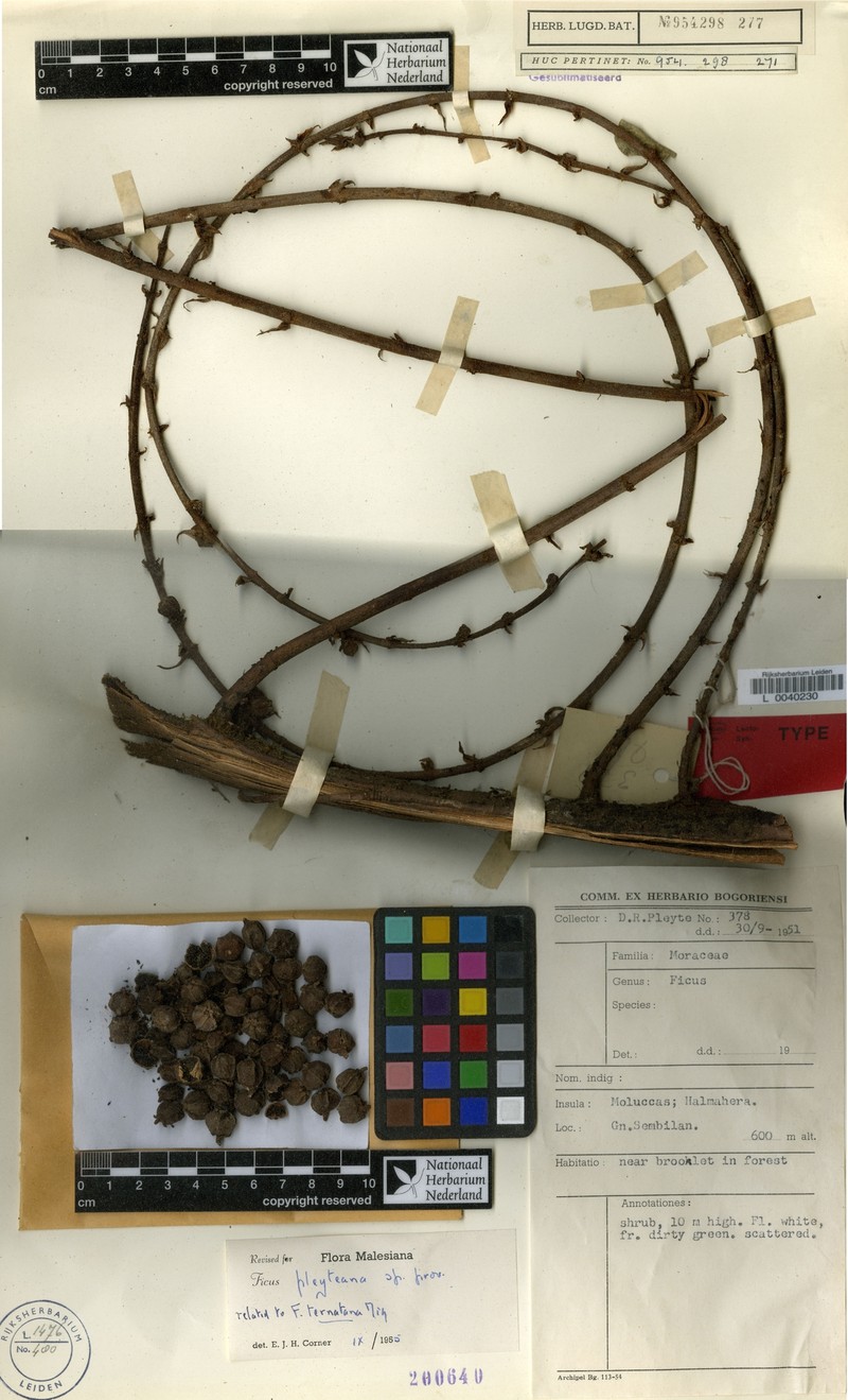 Ficus pleyteana