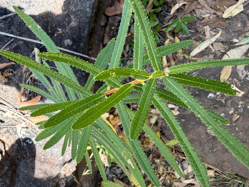 Ficus podocarpifolia