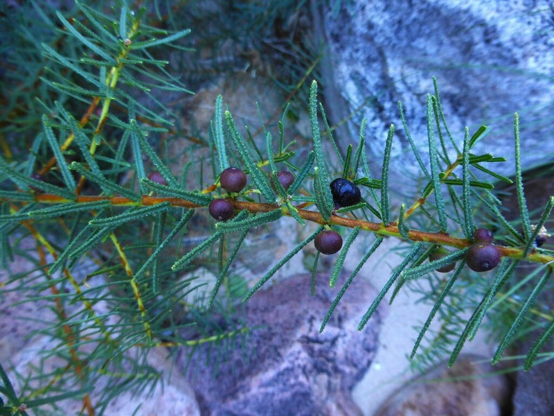 Ficus podocarpifolia photo 2