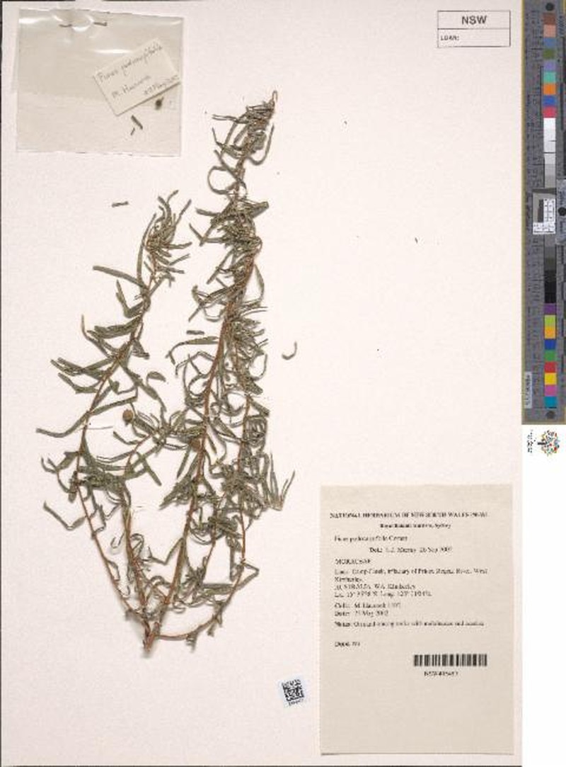 Ficus podocarpifolia photo 4