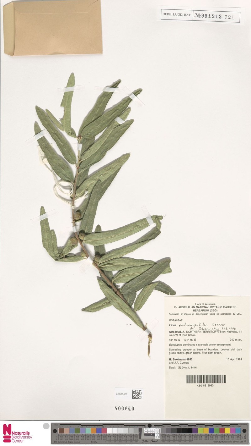 Ficus podocarpifolia photo 5