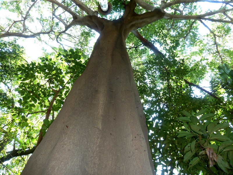 Ficus polita